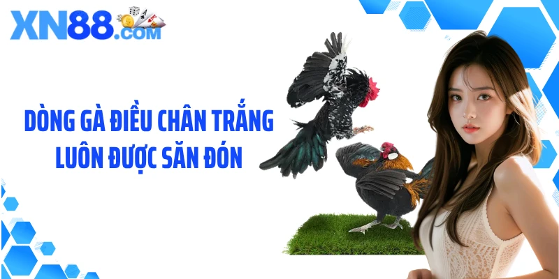 Dòng gà điều chân trắng luôn được săn đón
